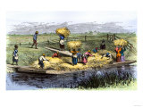 African-American Slaves Unloading Rice Barges in South Carolina 1800