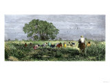 African-Americans Cutting Rice in Louisiana  Supervised by an Overseer on Horseback