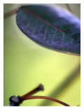 Royal Purple Leaf Abstraction II