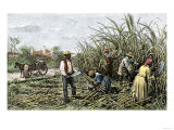 Black Slaves Harvesting Sugar Cane on a Plantation in the US South  c1800