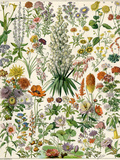 Perennial Garden Flowers  Aster  Daisy  Bleeding Heart  Geranium  Primrose  Phlox