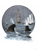 Walrus in Arctic Waters Near a Tall Sailing Ship