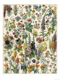 Garden Flowers  Lily  Daffodil  Tulip  Dahlia  Zinnia  Pansy  Marigold
