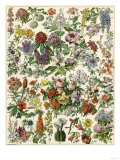 Flowering Shrubs  Including Peony  Rose  Lilac  Echinopsis  Fuschia  Laurel  Magnolia  Rhododendron
