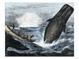 Whale Struck by a Harpoon While Breaching  c1800