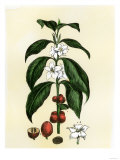 Coffee Tree Leaves  Flowers  and Fruit