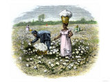 Picking Cotton on a Plantation in the Deep South  c1800