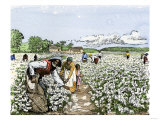African-American Field-Hands Picking Cotton