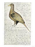 Sketch by William Clark of Cock of the Plains in the Lewis and Clark Expedition Diary