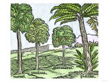 Bananas and Other Fruit Trees of Hispaniola  from a Sketch Published in 1572