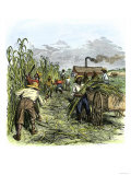 African American Slaves Harvesting Cane on a Sugar Plantation