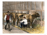 Milking-Time in a Dairy Barn  c1870