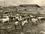 Cowboy Herding Cattle in the Railroad Stockyards at Kansas City Missouri 1890