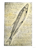William Clark's Sketch of a Trout in the Lewis and Clark Expedition Diary
