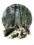 Minnesota Loggers Cutting Trees and Sawing Logs with a Two-Man Saw  c1860