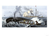 Long Boat Crew Harpooning a Whale