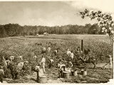 African-American Field-Hands Picking Cotton in the Deep South  c1890