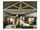 Farm Women Pouring Milk Into a Churn in Dairy Barn