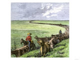 Cowboys Driving a Cattle Herd from Texas to Kansas on the Chilsholm Trail 1870