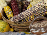 Squash  Corn  and Beans: the Three Sisters of Native American Agriculture