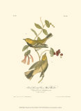 Black-Throated Green Wood Warbler