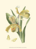 Delicate Orchid IV