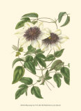 Blossoming Vine VI