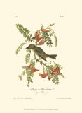 Pipiry Flycatcher