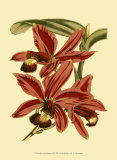 Orchid Splendor II