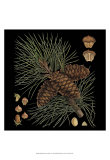 Dramatic Conifers V