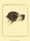 Danchin Pointer