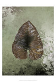 Dry Leaf II