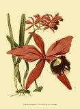 Orchid Splendor III
