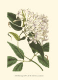 Blossoming Vine IV