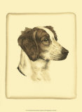 Danchin Brittany Spaniel