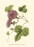 Blossoming Vine II