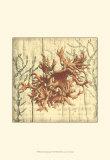 Coral Impressions II