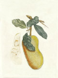 Crackled Indonesian Fruits III