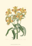 Golden Beauty III