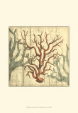 Coral Impressions I