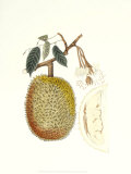 Indonesian Fruits IV