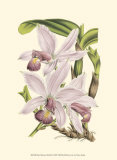 Delicate Orchid I