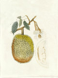 Crackled Indonesian Fruits IV