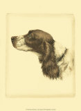 Danchin Cocker Spaniel