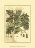 Antique Oak Tree