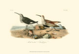 Red-Backed Sandpiper