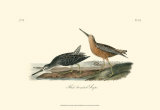Red-Breasted Snipe