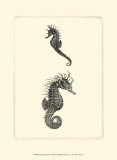 Sepia Seahorse