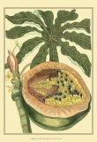 Exotic Melons III