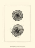 Sepia Jellyfish